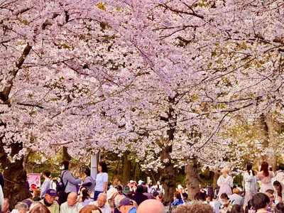 Cherry Blossom picnics in Ueno Park, Tokyo 🌸