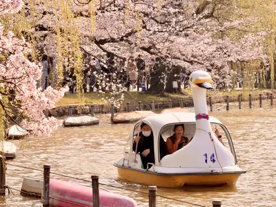 Pedalos at Shinobazu Pond, Uneo Park, Tokyo