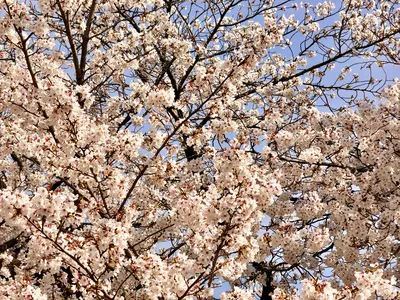 Kyoto cherry blossom!