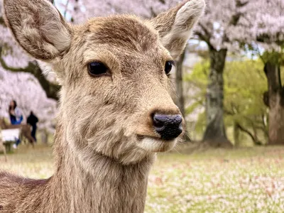 Nara Park, where the deer will "bow" to you, asking for hika senbei (deer crackers)